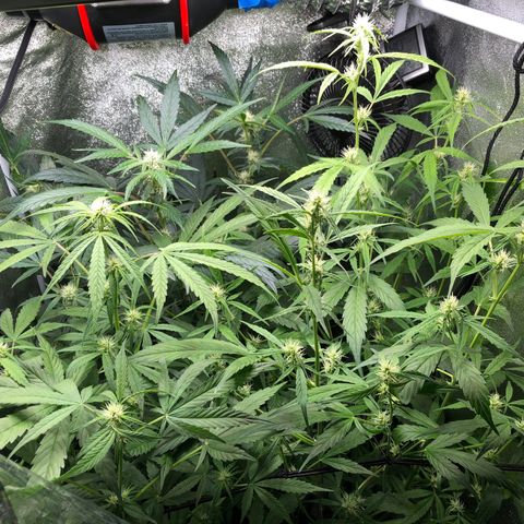 Gorilla Glue #4 Auto growlog photo: No defoliation today since I had to work but before next watering will do it.