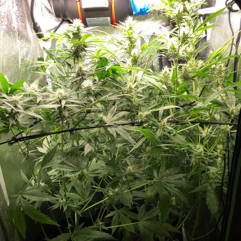 Gorilla Glue #4 Auto growlog timeline photo