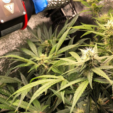 Gorilla Glue #4 Auto growlog timeline photo