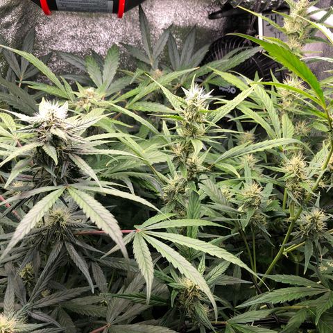 Gorilla Glue #4 Auto growlog timeline photo