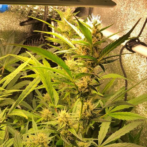 Gorilla Glue #4 Auto growlog photo: Cal mag and started cha Ching today