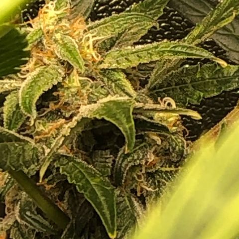 Gorilla Glue #4 Auto growlog photo: Cal mag and started cha Ching today