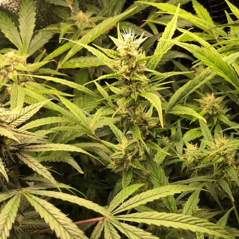 Gorilla Glue #4 Auto growlog photo: Cal mag and started cha Ching today