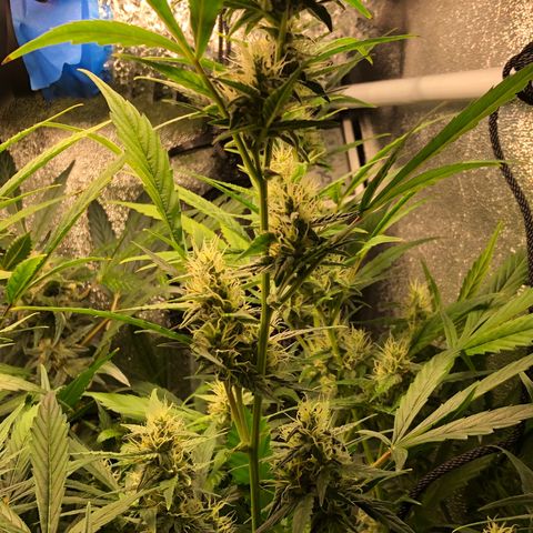 Gorilla Glue #4 Auto growlog photo: Cal mag and started cha Ching today