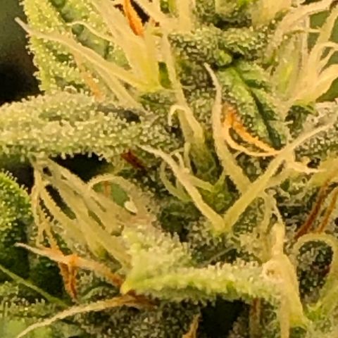 Gorilla Glue #4 Auto growlog photo: Cal mag and started cha Ching today
