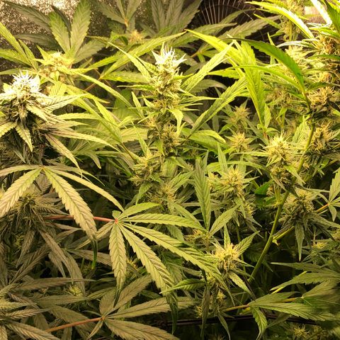 Gorilla Glue #4 Auto growlog photo: Cal mag and started cha Ching today