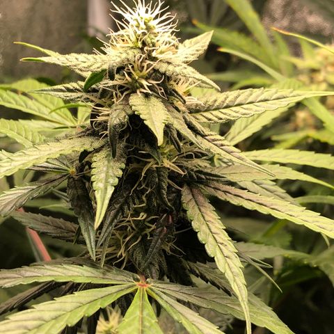 Gorilla Glue #4 Auto growlog photo: Cal mag and started cha Ching today