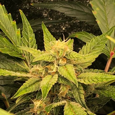 Gorilla Glue #4 Auto growlog photo: Cal mag and started cha Ching today