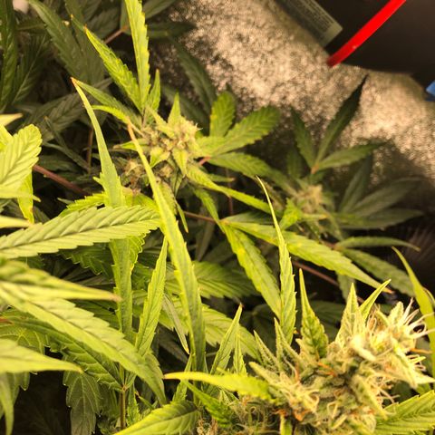 Gorilla Glue #4 Auto growlog timeline photo