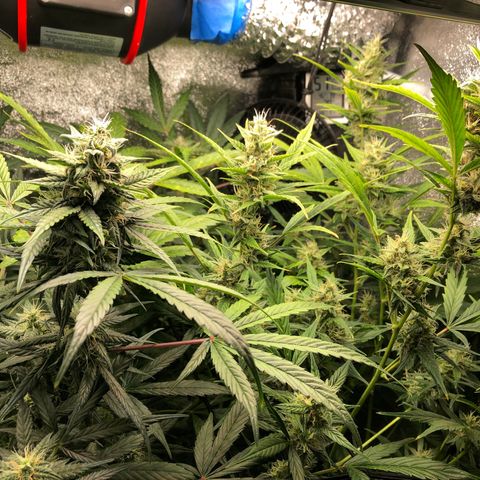 Gorilla Glue #4 Auto growlog timeline photo