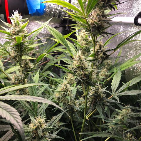 Gorilla Glue #4 Auto growlog timeline photo