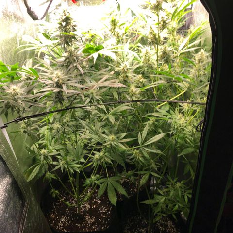 Gorilla Glue #4 Auto growlog timeline photo