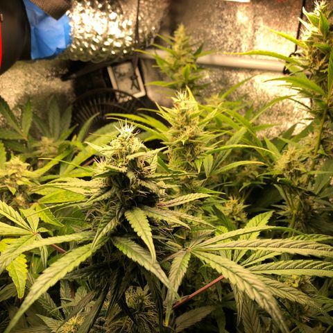 Gorilla Glue #4 Auto growlog timeline photo