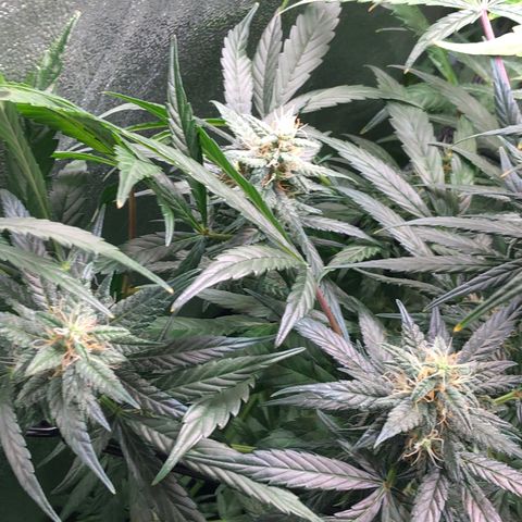 Gorilla Glue #4 Auto growlog timeline photo