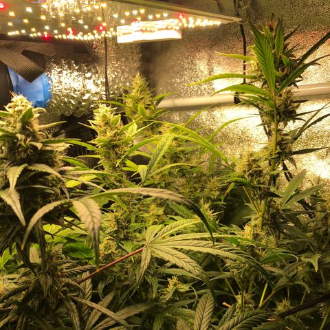 Gorilla Glue #4 Auto growlog timeline photo