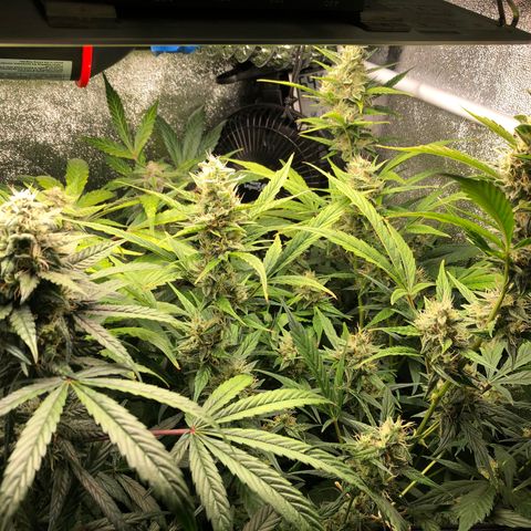 Gorilla Glue #4 Auto growlog timeline photo