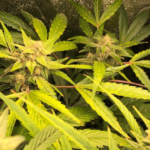 Gorilla Glue #4 Auto growlog timeline photo
