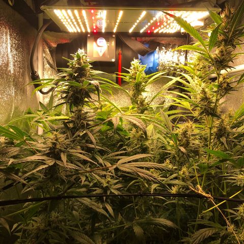 Gorilla Glue #4 Auto growlog timeline photo