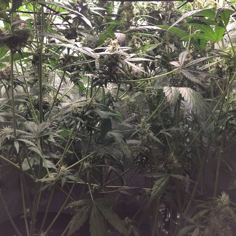 Gorilla Glue #4 Auto growlog timeline photo