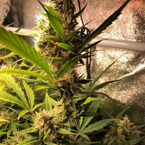 Gorilla Glue #4 Auto growlog photo: I think the one in the back has matured faster than the other 2 despite all being sowed at the same time. Yellowing is progressing through upper canopy. I would say nute deficiency but I’m running up on the end of the flowering stage probably another 2 weeks until harvest. Continuing my flush cycle so far just been RO watering but thinking of changing to tap water for increased ph to balance out soil ph a little 