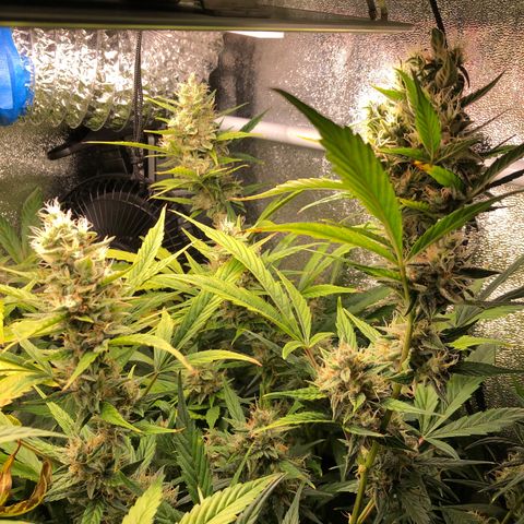 Gorilla Glue #4 Auto growlog photo: I think the one in the back has matured faster than the other 2 despite all being sowed at the same time. Yellowing is progressing through upper canopy. I would say nute deficiency but I’m running up on the end of the flowering stage probably another 2 weeks until harvest. Continuing my flush cycle so far just been RO watering but thinking of changing to tap water for increased ph to balance out soil ph a little 