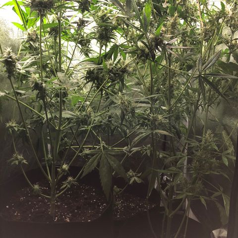 Gorilla Glue #4 Auto growlog photo: I think the one in the back has matured faster than the other 2 despite all being sowed at the same time. Yellowing is progressing through upper canopy. I would say nute deficiency but I’m running up on the end of the flowering stage probably another 2 weeks until harvest. Continuing my flush cycle so far just been RO watering but thinking of changing to tap water for increased ph to balance out soil ph a little 