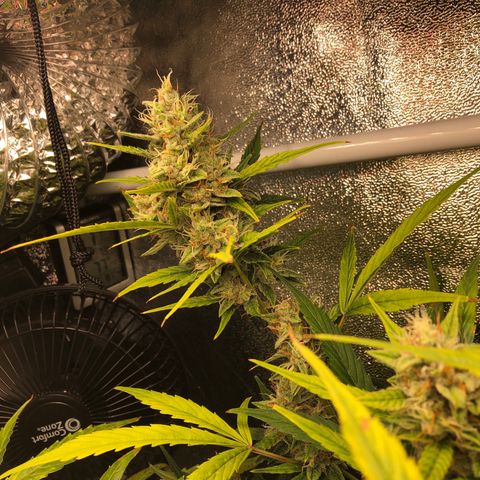 Gorilla Glue #4 Auto growlog photo: I think the one in the back has matured faster than the other 2 despite all being sowed at the same time. Yellowing is progressing through upper canopy. I would say nute deficiency but I’m running up on the end of the flowering stage probably another 2 weeks until harvest. Continuing my flush cycle so far just been RO watering but thinking of changing to tap water for increased ph to balance out soil ph a little 