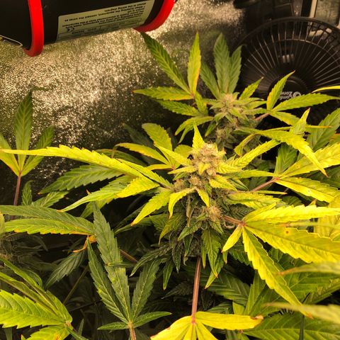 Gorilla Glue #4 Auto growlog photo: I think the one in the back has matured faster than the other 2 despite all being sowed at the same time. Yellowing is progressing through upper canopy. I would say nute deficiency but I’m running up on the end of the flowering stage probably another 2 weeks until harvest. Continuing my flush cycle so far just been RO watering but thinking of changing to tap water for increased ph to balance out soil ph a little 