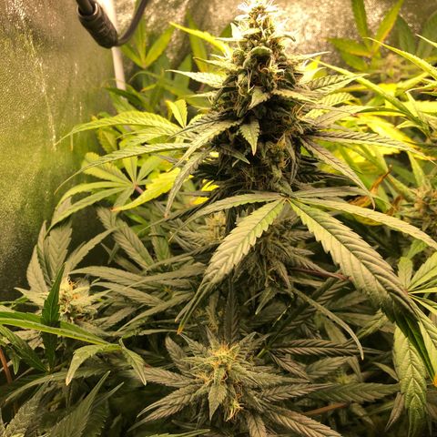 Gorilla Glue #4 Auto growlog photo: I think the one in the back has matured faster than the other 2 despite all being sowed at the same time. Yellowing is progressing through upper canopy. I would say nute deficiency but I’m running up on the end of the flowering stage probably another 2 weeks until harvest. Continuing my flush cycle so far just been RO watering but thinking of changing to tap water for increased ph to balance out soil ph a little 