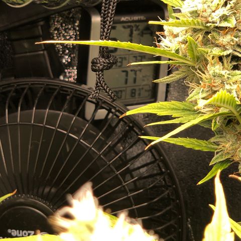 Gorilla Glue #4 Auto growlog photo: I think the one in the back has matured faster than the other 2 despite all being sowed at the same time. Yellowing is progressing through upper canopy. I would say nute deficiency but I’m running up on the end of the flowering stage probably another 2 weeks until harvest. Continuing my flush cycle so far just been RO watering but thinking of changing to tap water for increased ph to balance out soil ph a little 