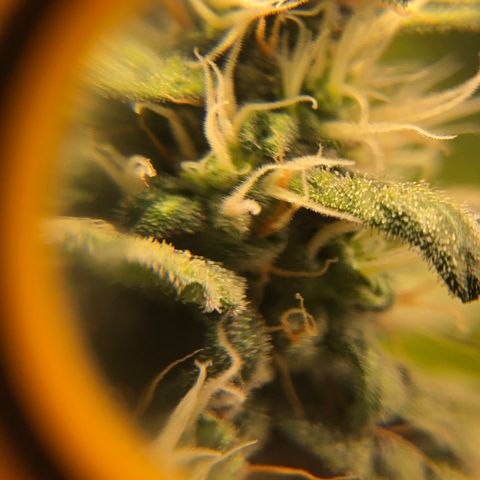 Gorilla Glue #4 Auto growlog photo: Trichomes still look a little clear adding another week to my expected harvest date