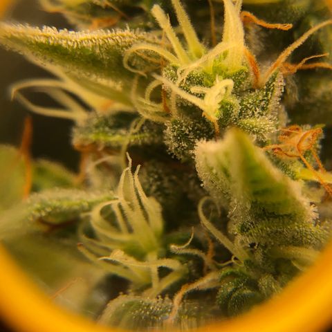 Gorilla Glue #4 Auto growlog photo: Trichomes still look a little clear adding another week to my expected harvest date