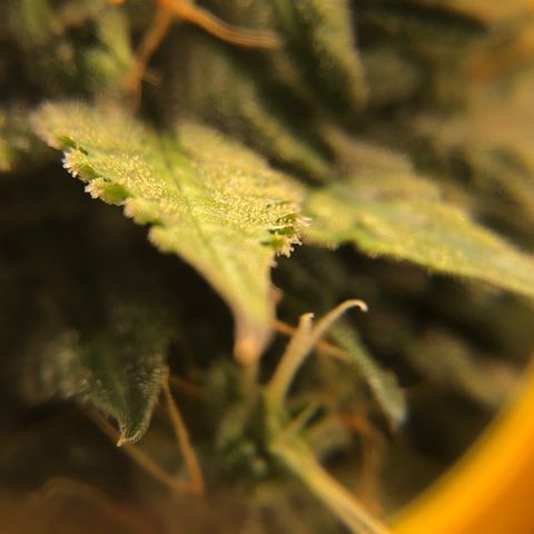 Gorilla Glue #4 Auto growlog photo: Trichomes still look a little clear adding another week to my expected harvest date
