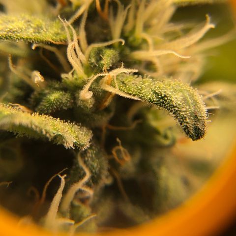 Gorilla Glue #4 Auto growlog photo: Trichomes still look a little clear adding another week to my expected harvest date