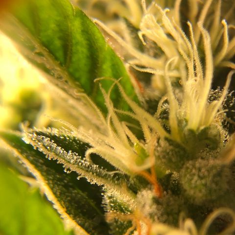 Gorilla Glue #4 Auto growlog photo: Trichomes still look a little clear adding another week to my expected harvest date