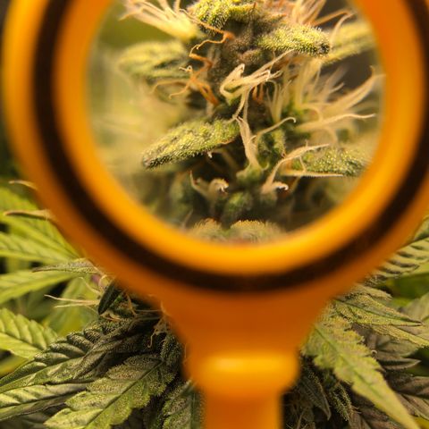Gorilla Glue #4 Auto growlog photo: Trichomes still look a little clear adding another week to my expected harvest date