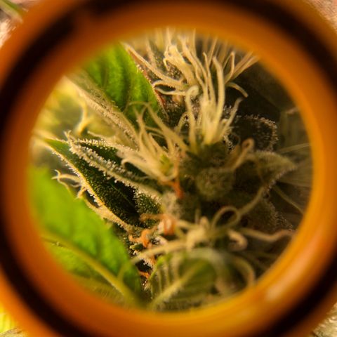 Gorilla Glue #4 Auto growlog photo: Trichomes still look a little clear adding another week to my expected harvest date