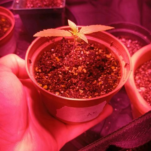 Florinda: AK-47 growlog timeline photo