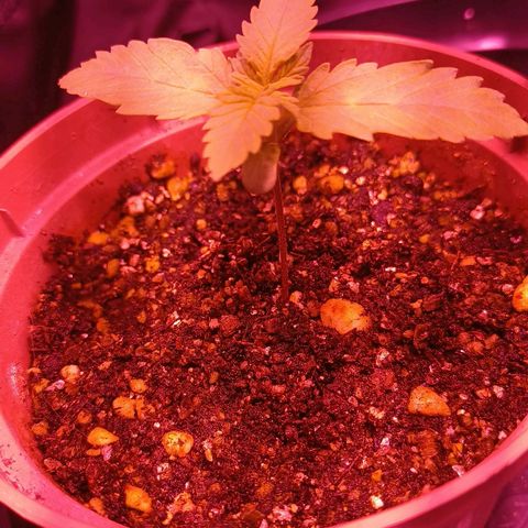 Luana: Skunk "Original" growlog timeline photo