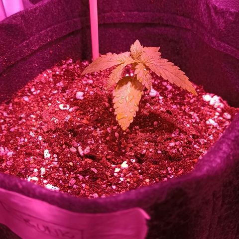 Luana: Skunk "Original" growlog timeline photo