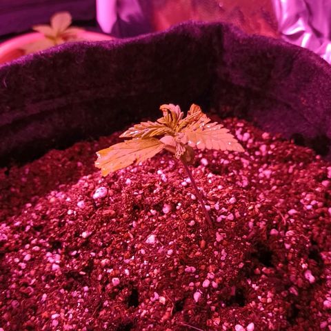 Florinda: AK-47 growlog timeline photo