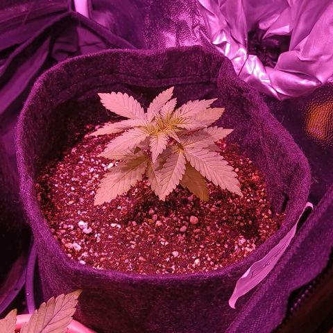 Luana: Skunk "Original" growlog timeline photo