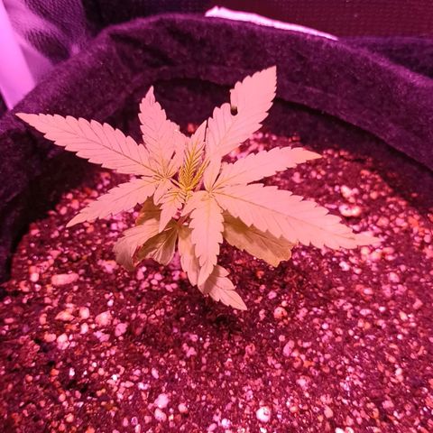 Florinda: AK-47 growlog timeline photo