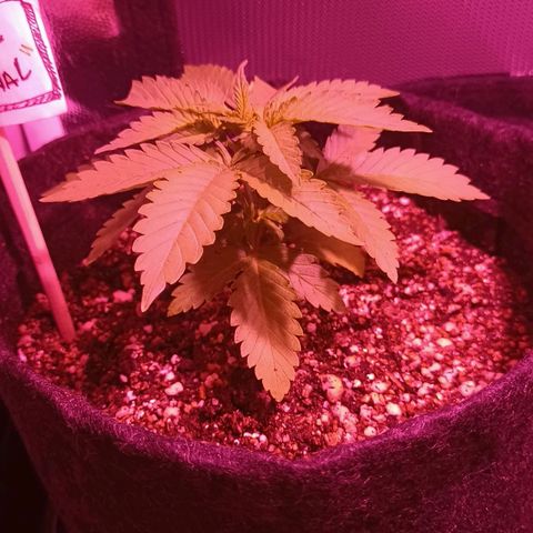 Luana: Skunk "Original" growlog timeline photo
