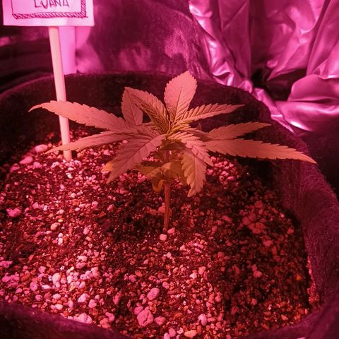 Florinda: AK-47 growlog timeline photo