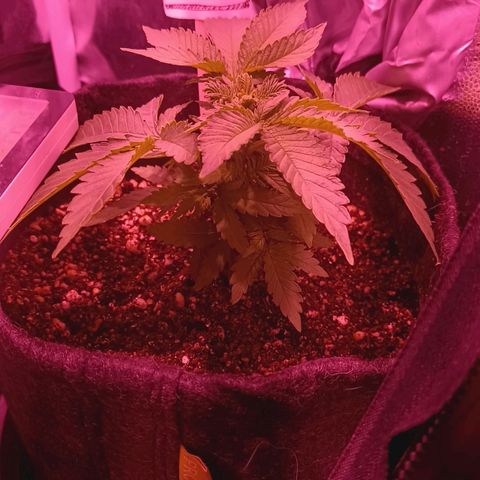 Luana: Skunk "Original" growlog timeline photo