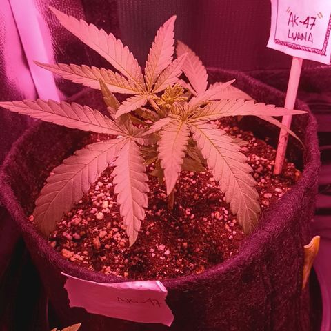 Florinda: AK-47 growlog timeline photo