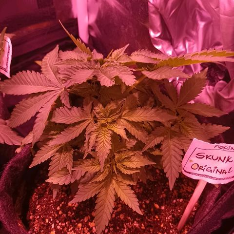 Luana: Skunk "Original" growlog timeline photo