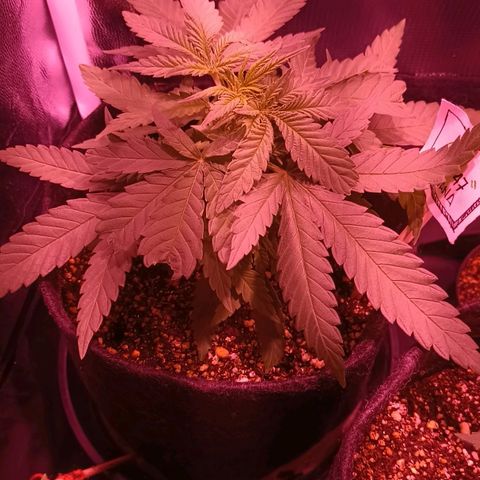 Florinda: AK-47 growlog timeline photo