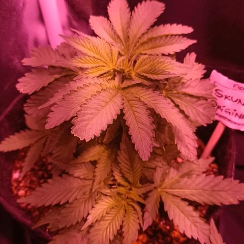 Luana: Skunk "Original" growlog timeline photo
